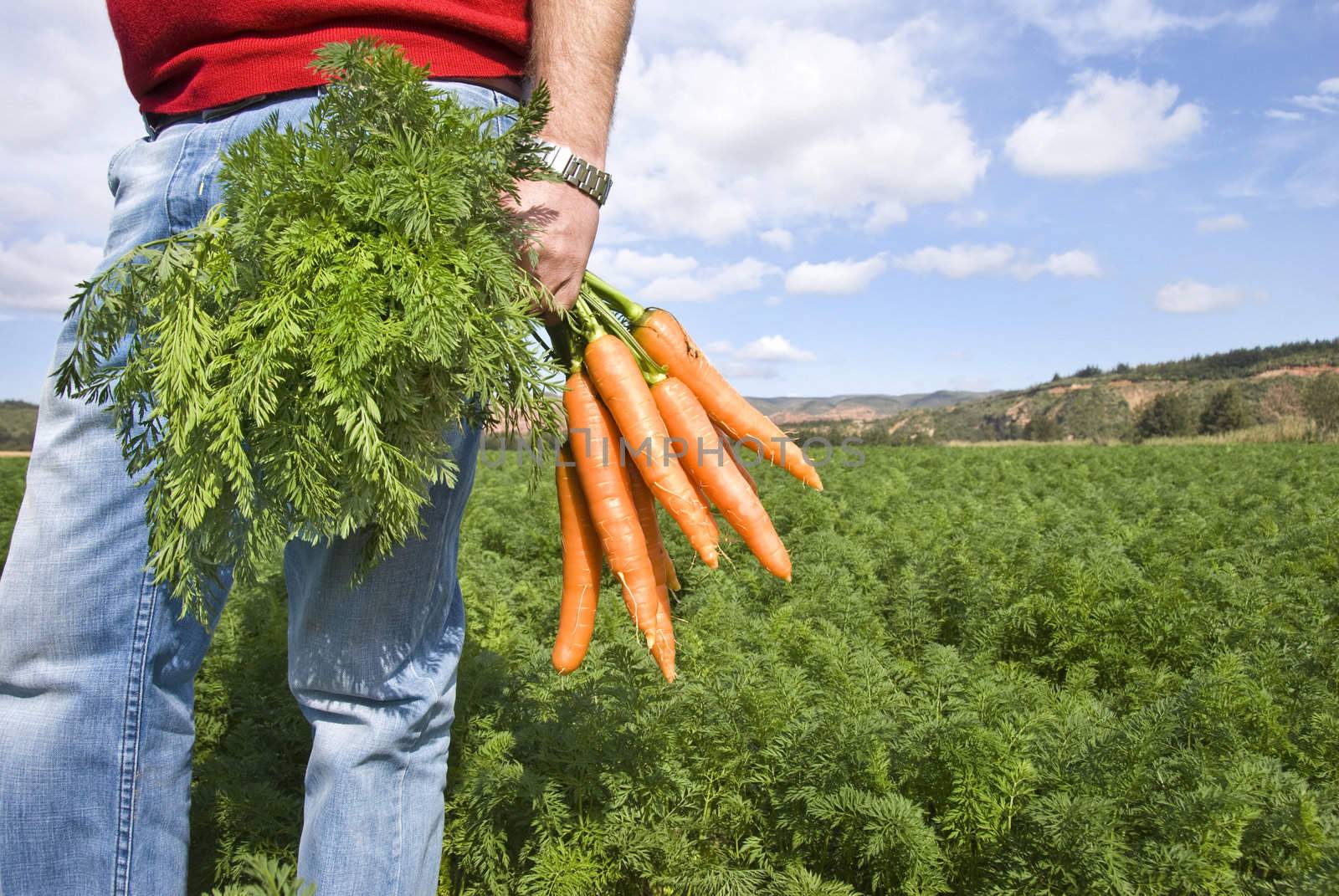 Carrot farmer in a carrot field on a farm by tish1