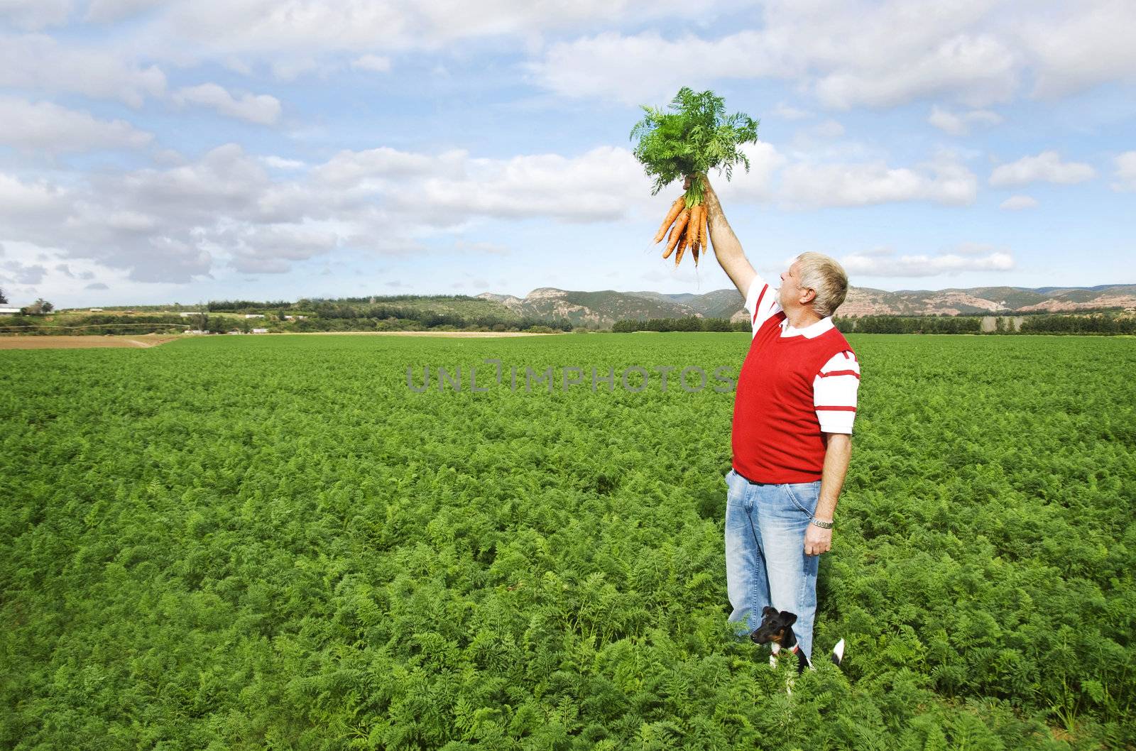 Carrot farmer in a carrot field on a farm