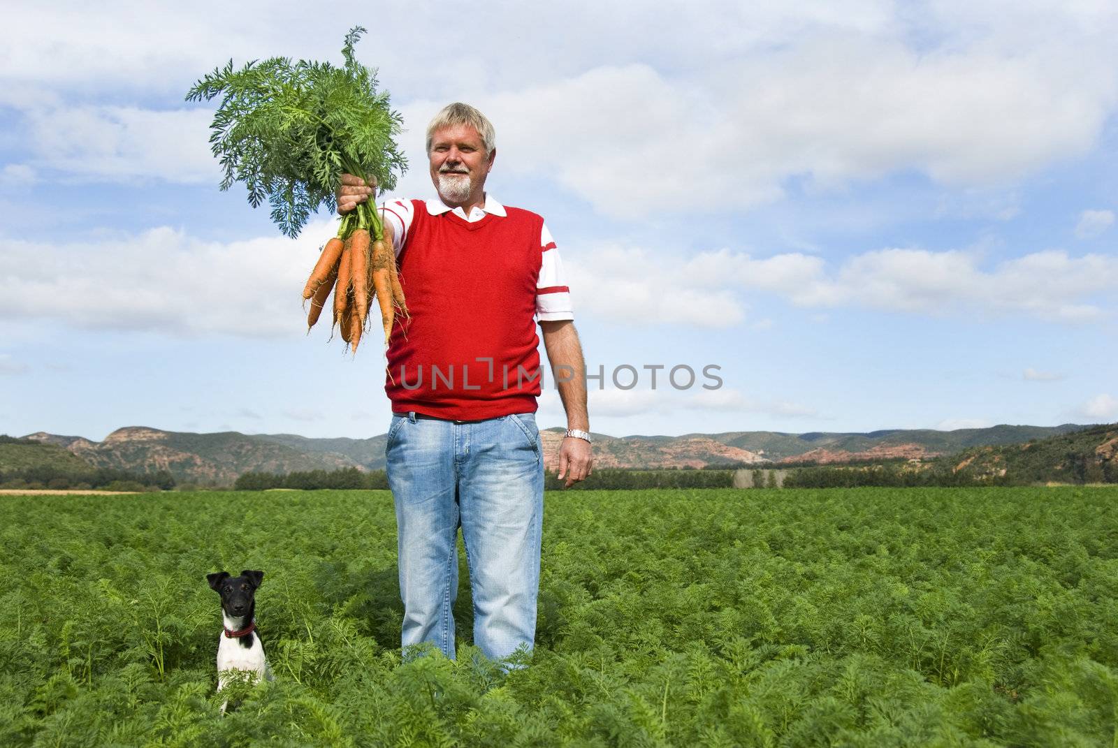 Carrot farmer in a carrot field on a farm by tish1