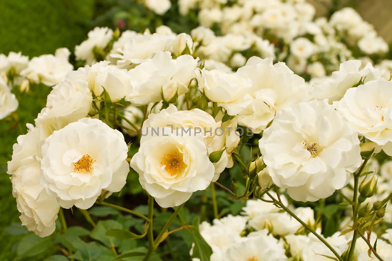 bush of beautiful white roses 
