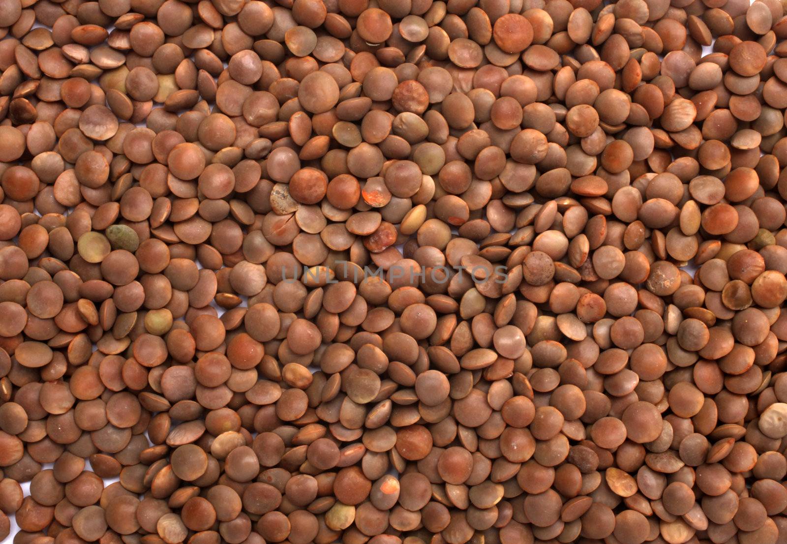 Brown Lentils (lens culinaris) by atlas