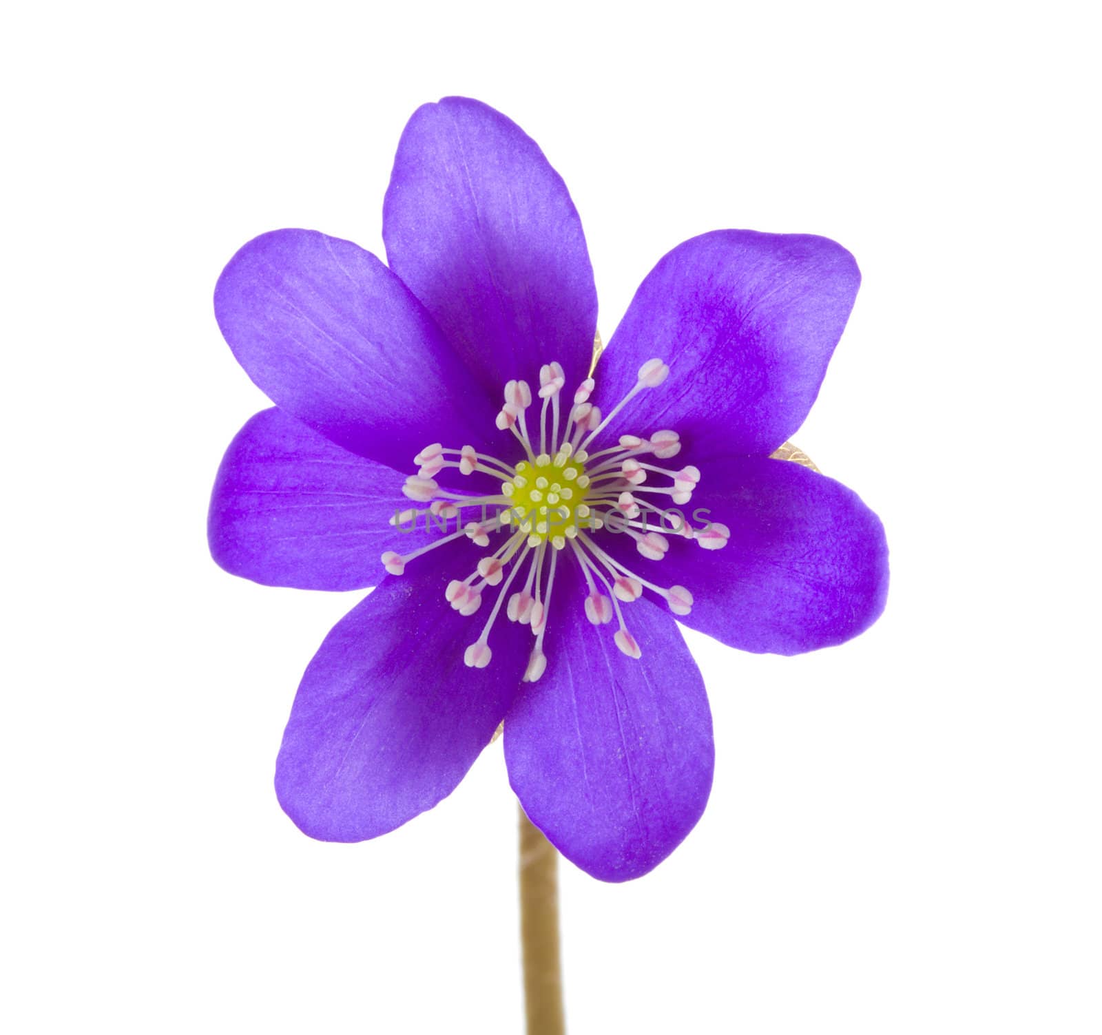 close-up hepatica flower, isolated on white