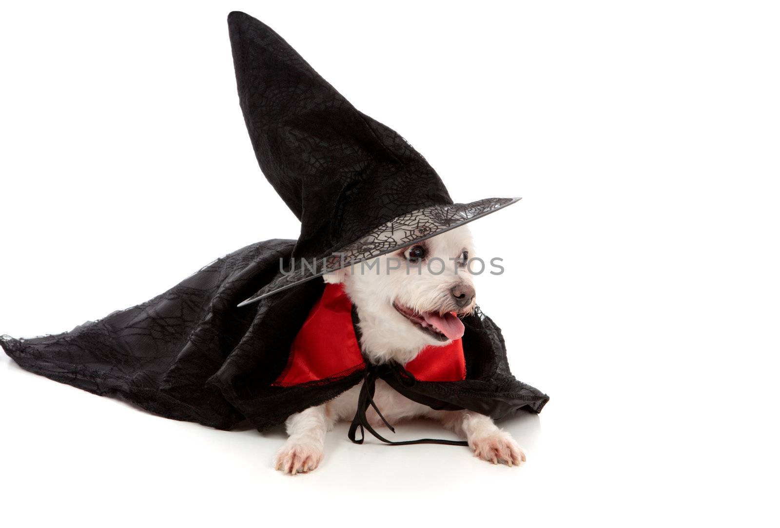 A maltese terrier dressed in fancy dress costume as a wizard or witch.  White background.