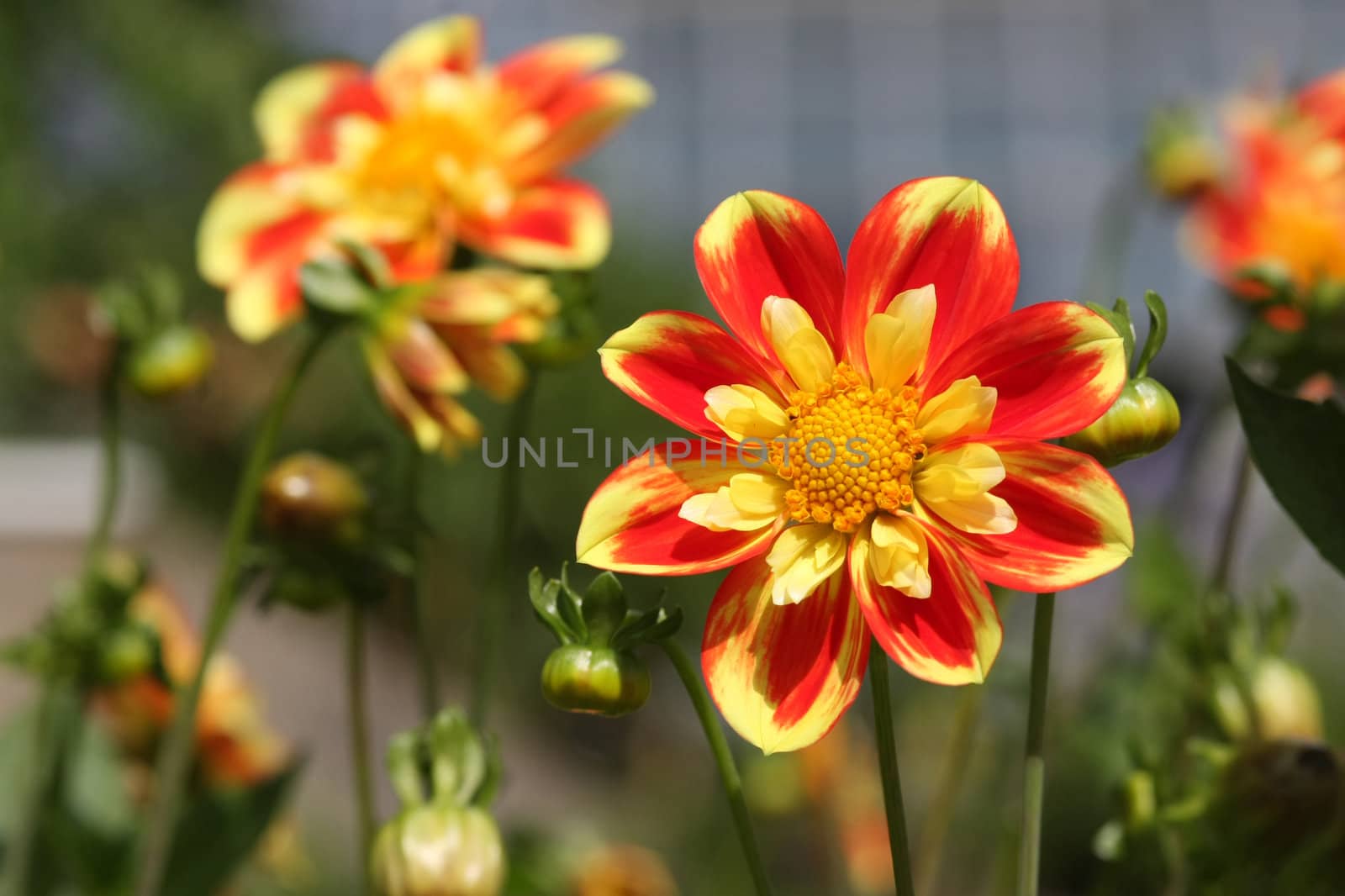 Bright and sunny picture of beautiful flower in warm colours.