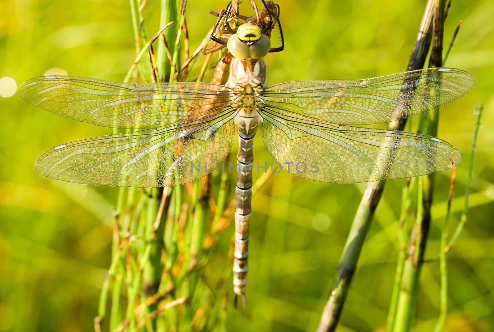 close-up dragonfly against green grass background