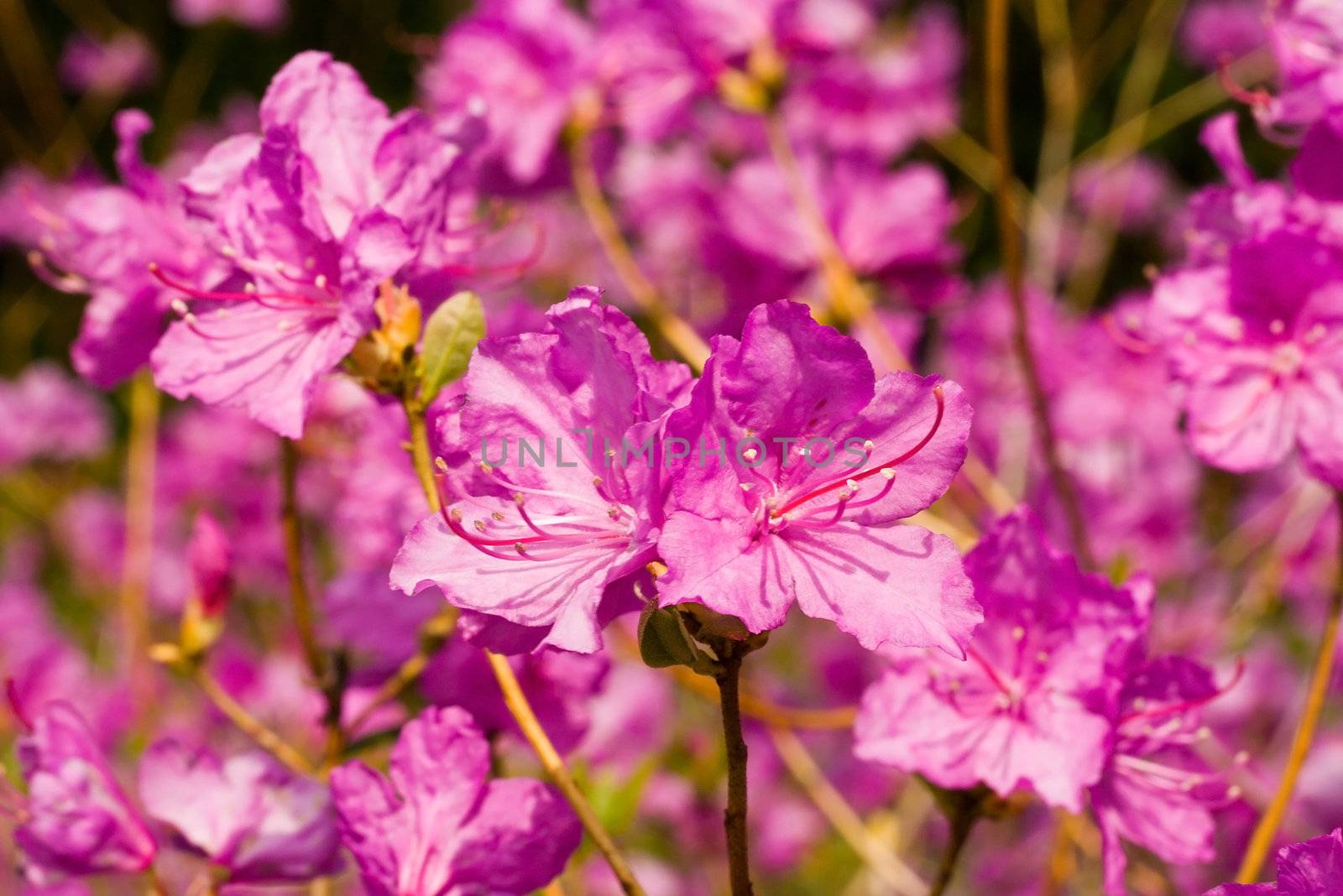 flowers of pink rhododendron, selected focus