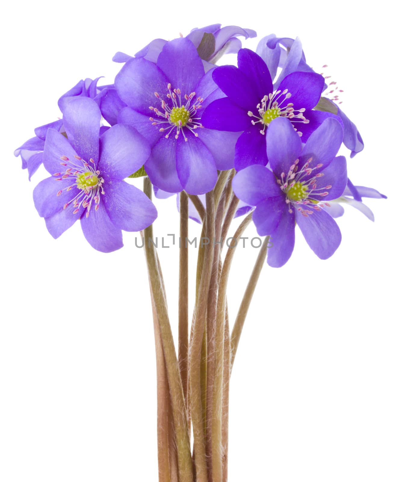 close-up hepatica flowers, isolated on white
