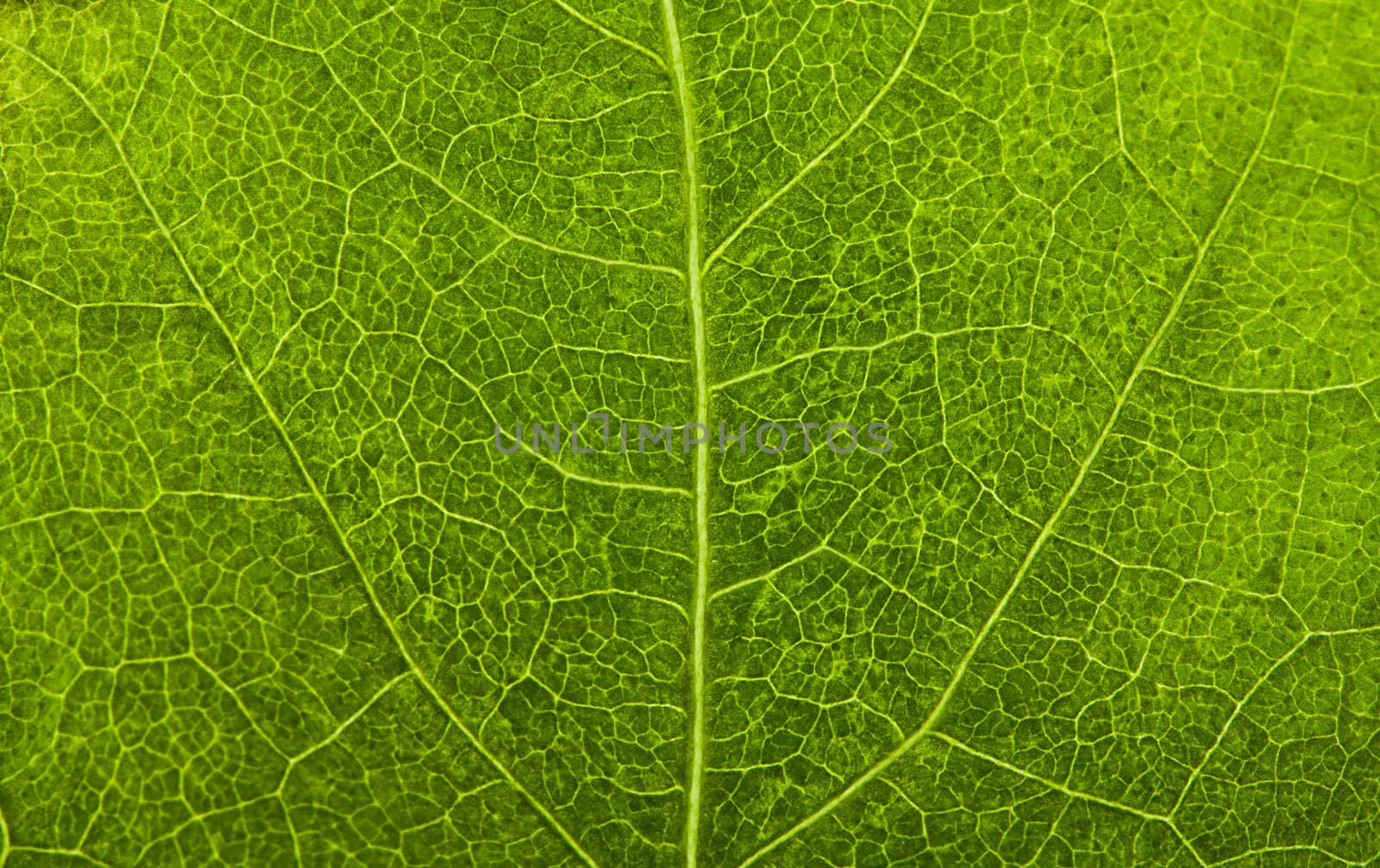 macro shot of green leaf