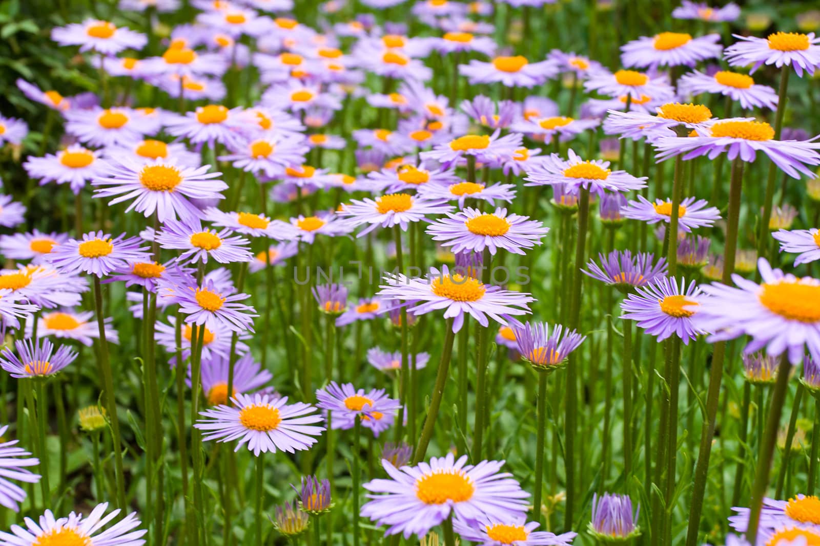 meadow with purple daisies flowers