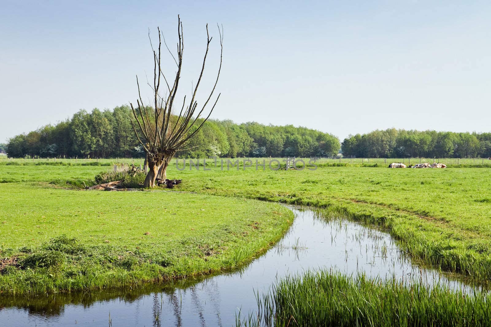 Old pollard-willows in Dutch country landcape by Colette