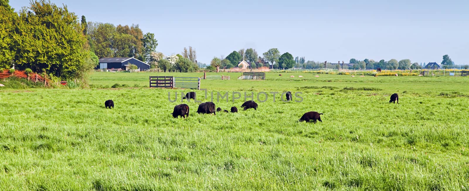 Dutch polder landscape in spring with grazing black sheep