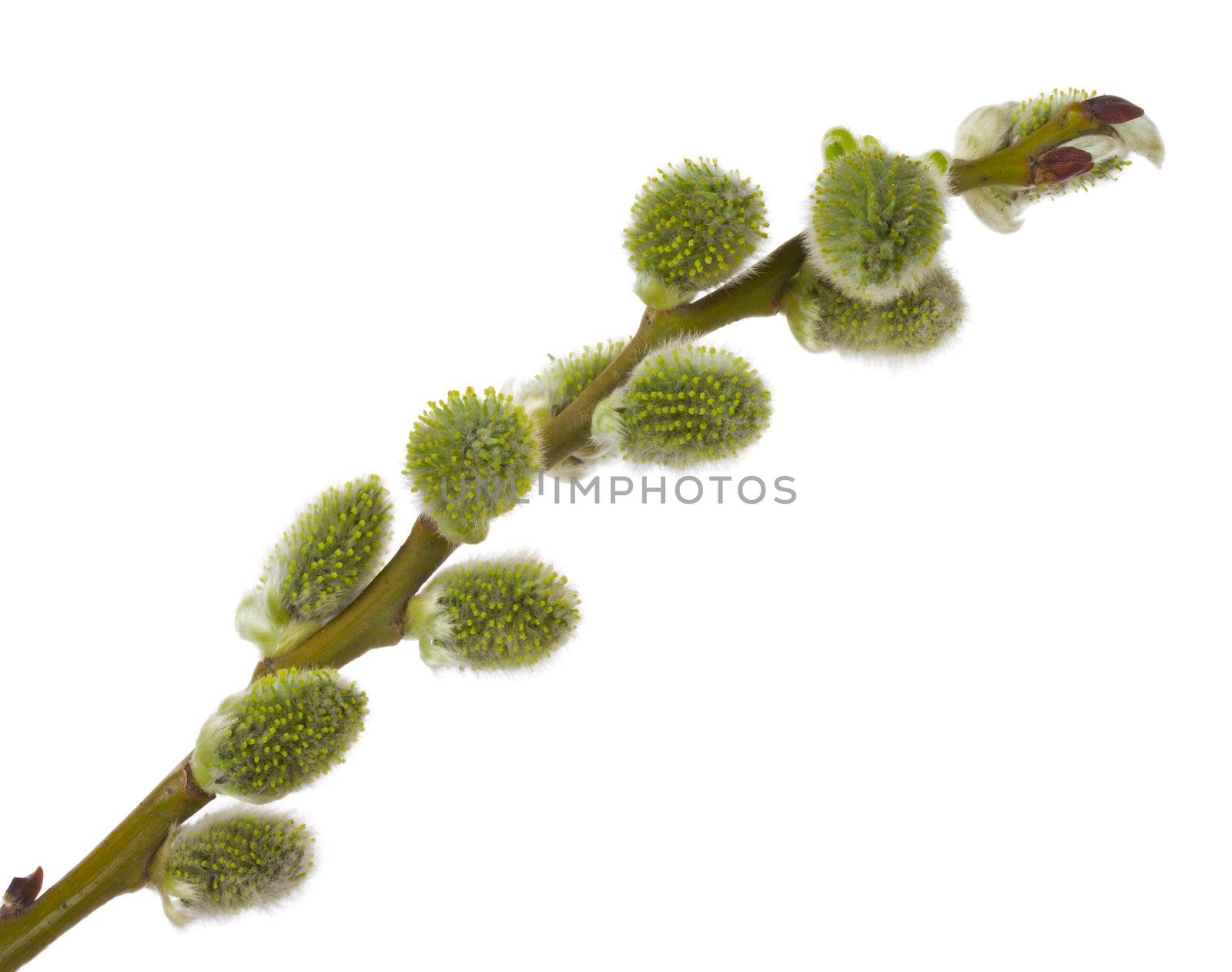 close-up pussy willow branch, isolated on white