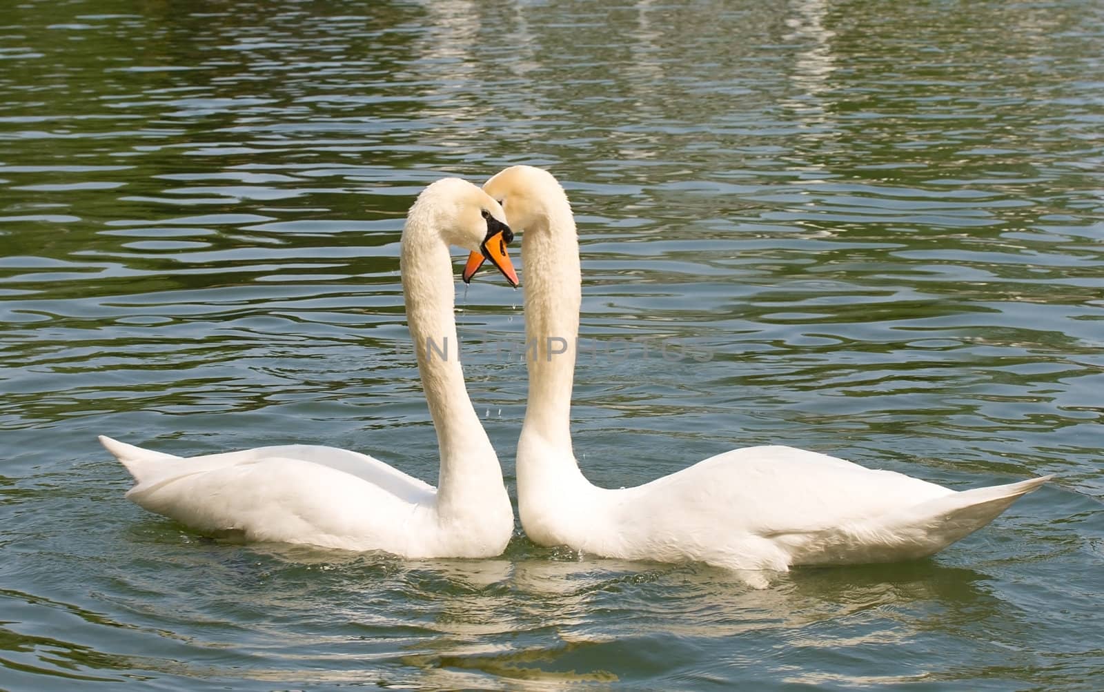 two swans in love swimming on lake
