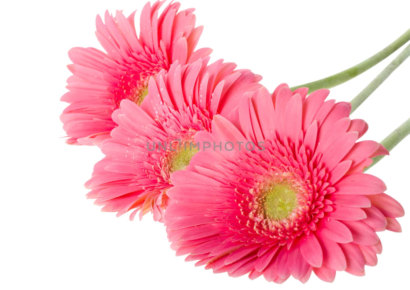 close-up pink gerbera flowers, isolated on white