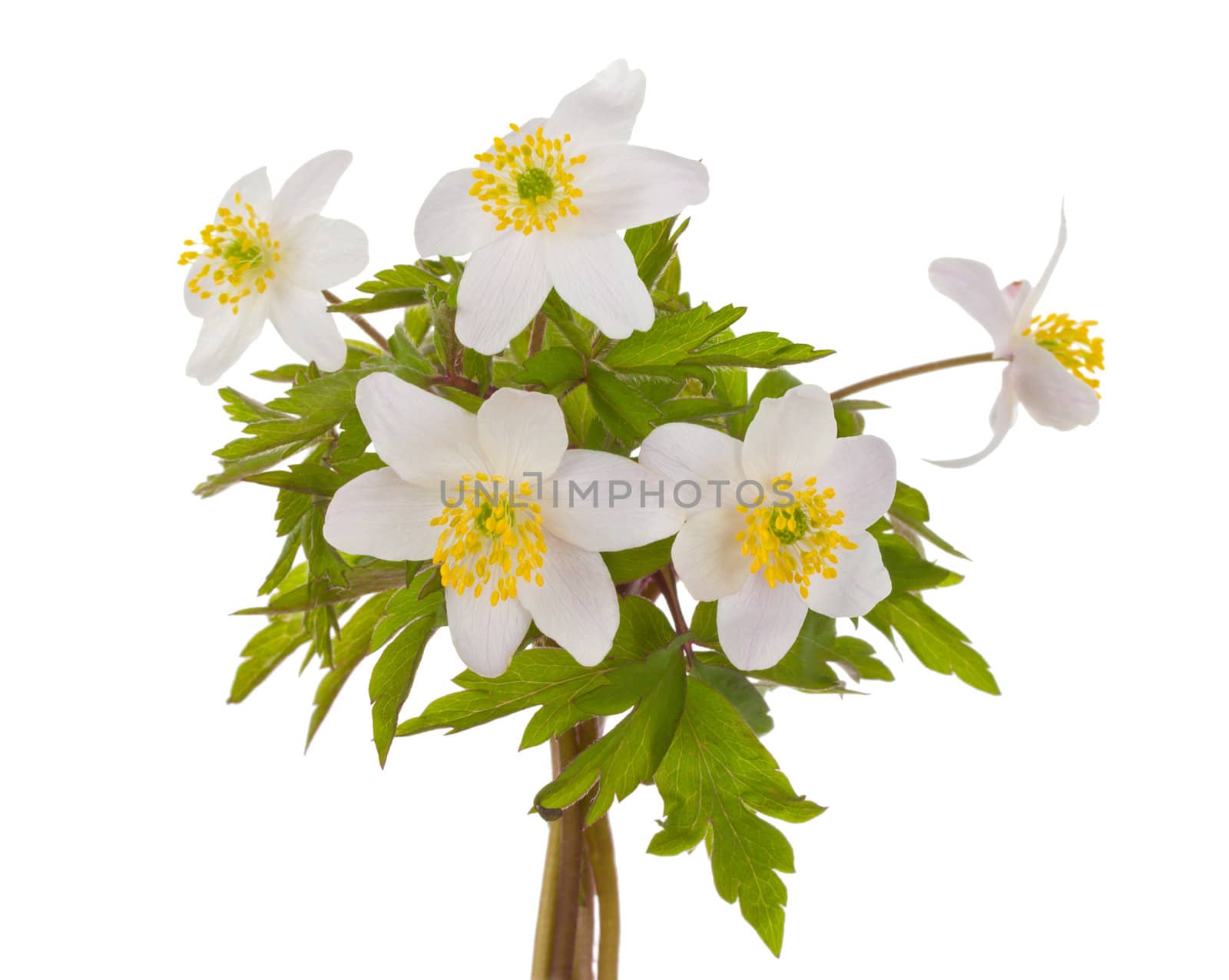 close-up white anemone flowers, isolated on white