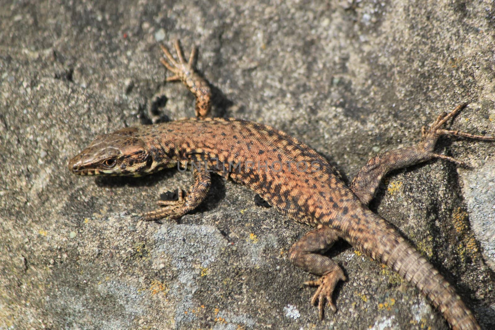 Brown lizard lying on a grey stone