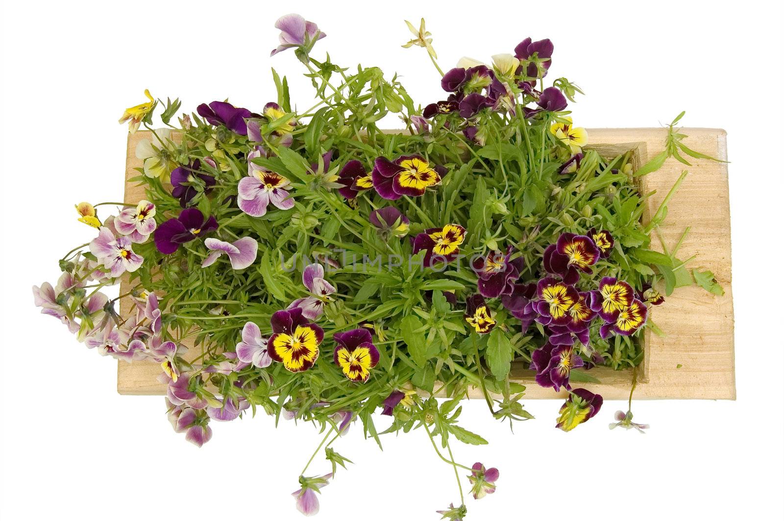 A wooden trough with multicolored pansies isolated on a white background