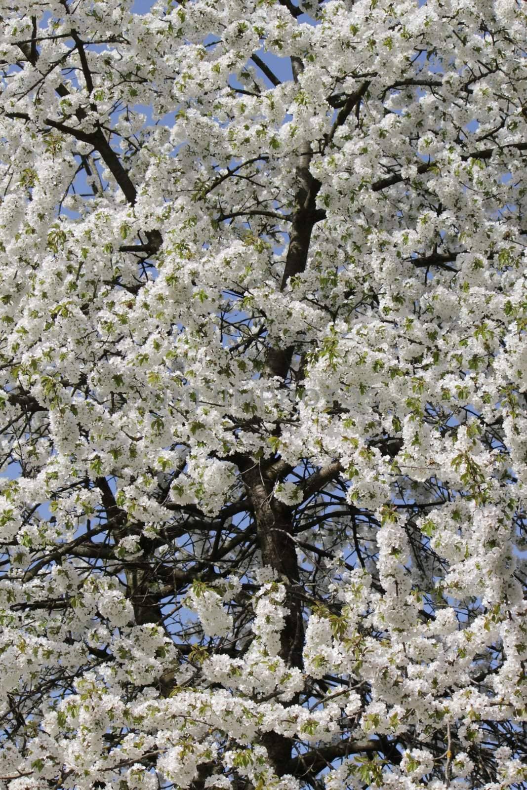 White flowers on a tree by Elenaphotos21