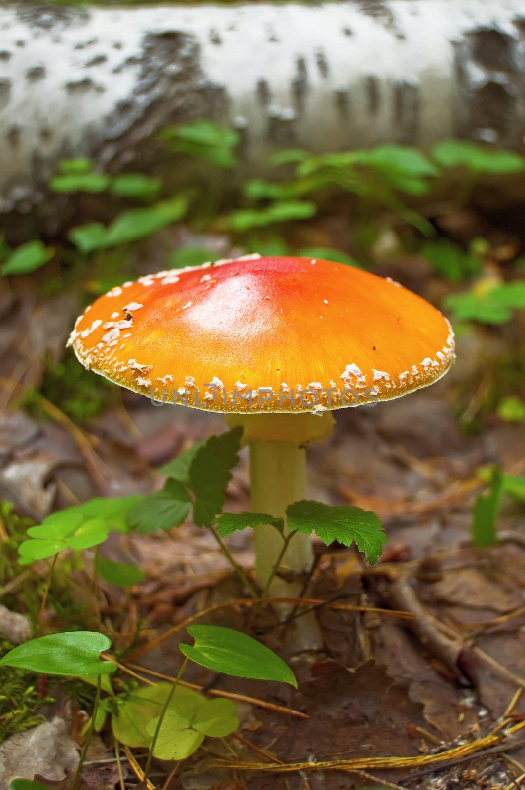Orange big amanita with white spots on the background of the soil, green leaves and birch trunk