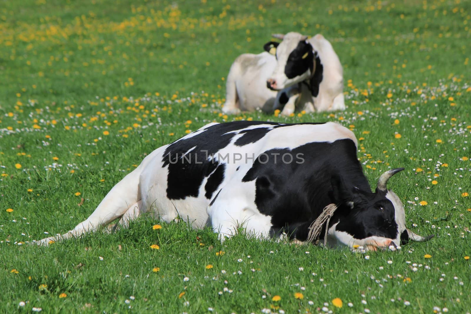 Black and white famous cow of Fribourg canton, Switzerland, resting lying in a meadow of green grass and flowers