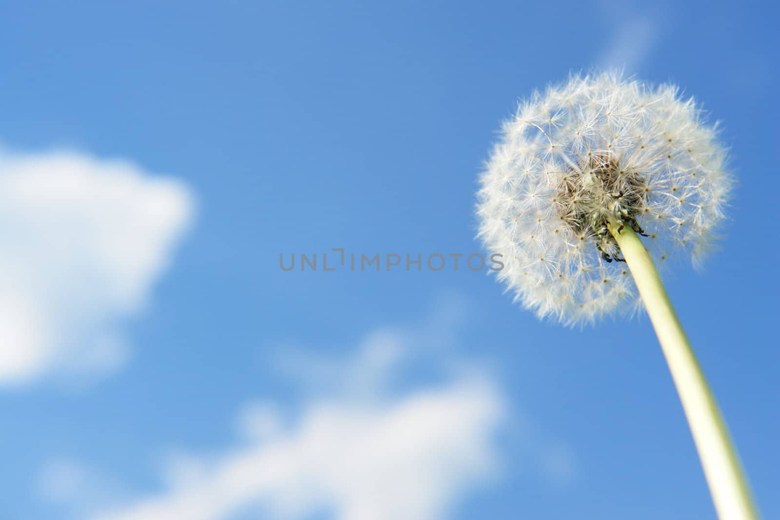 blowball dandelion clock at springtime in the wind