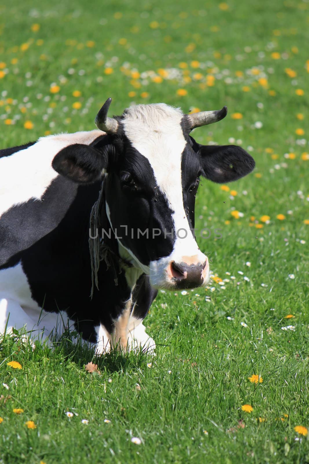 Portrait of a black and white famous cow of Fribourg canton, Switzerland, resting lying in a meadow of green grass and flowers