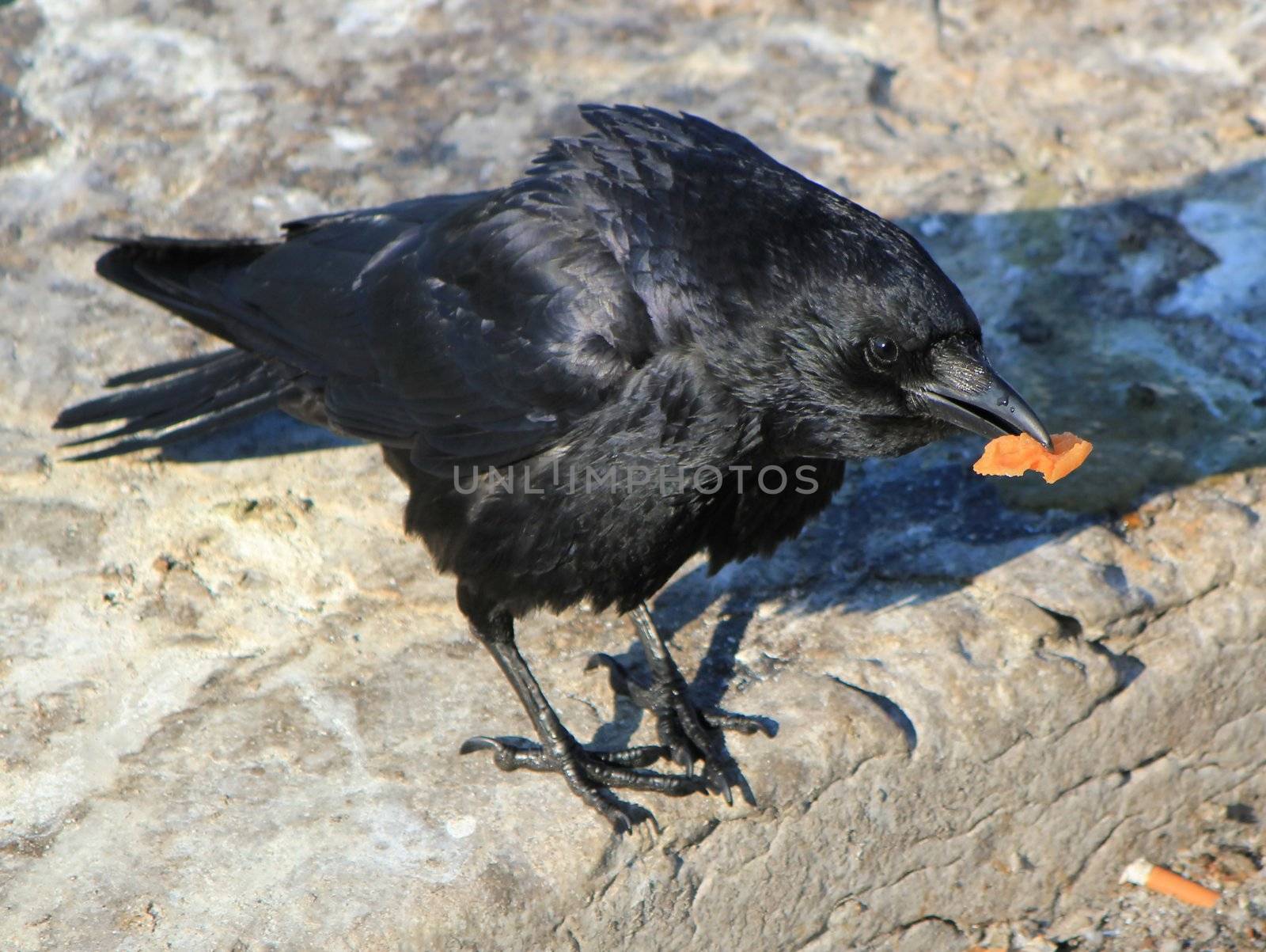 Black crow holding yellow food in its beak