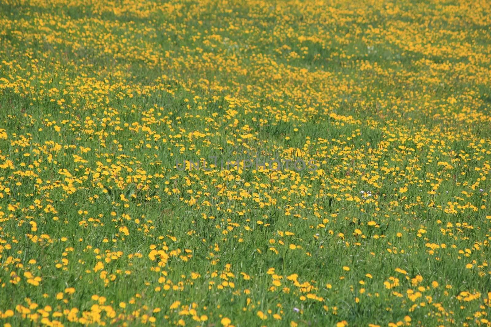 Green grass with lots of yellow dandelion flowers as texture