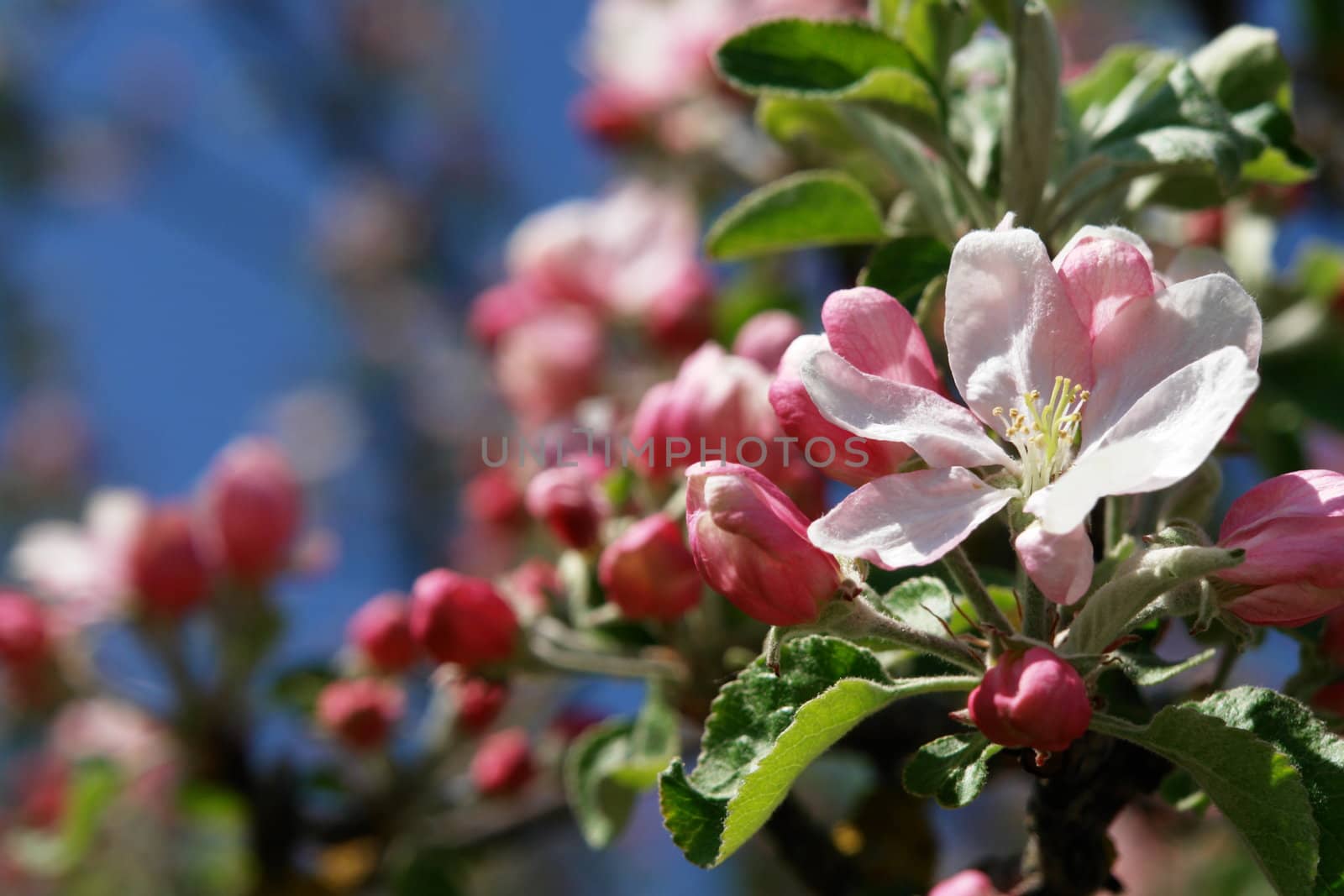 apple blossoms against blue sky on a sunny day