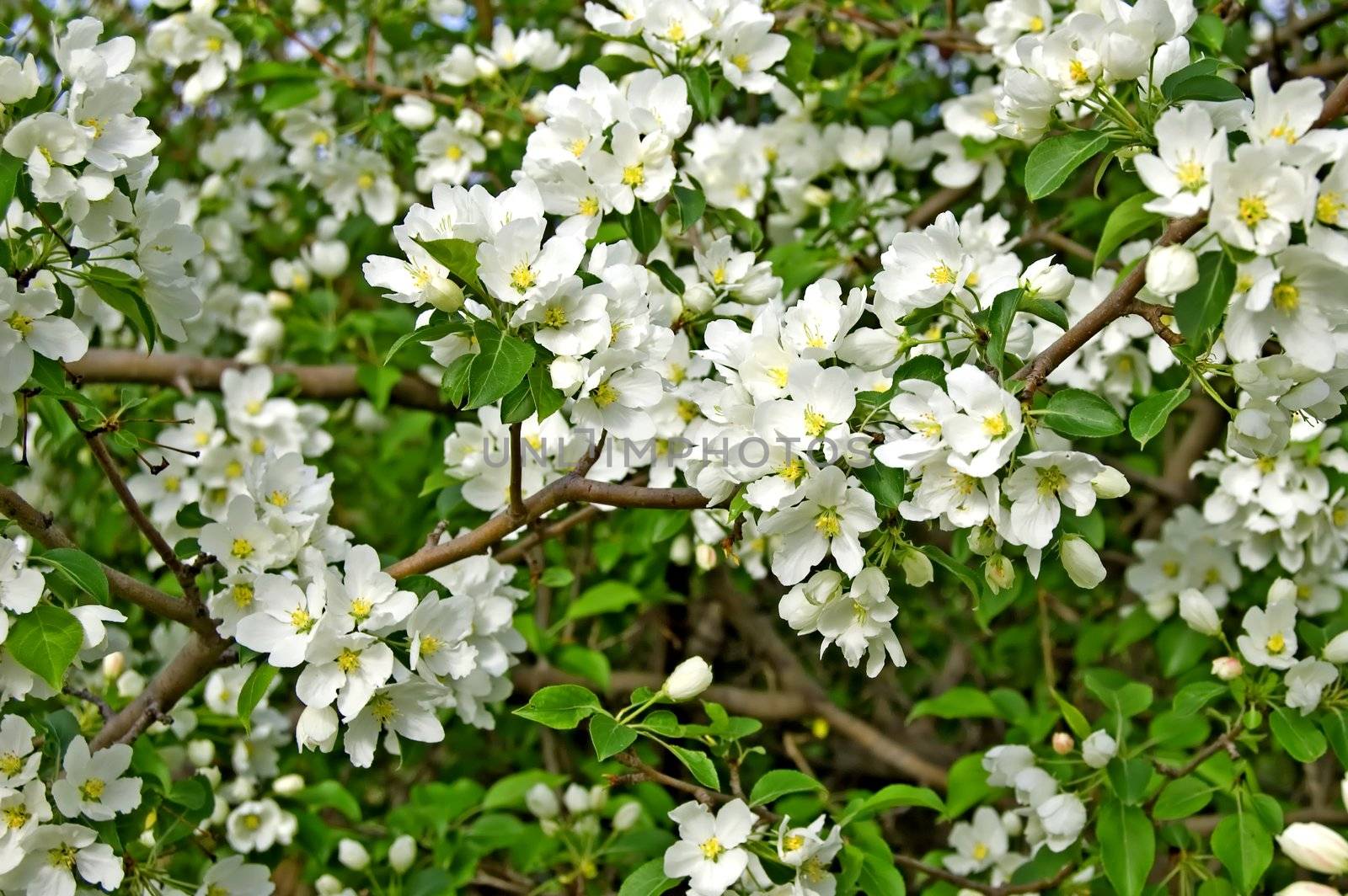 White flowers on a background of green apple leaves
