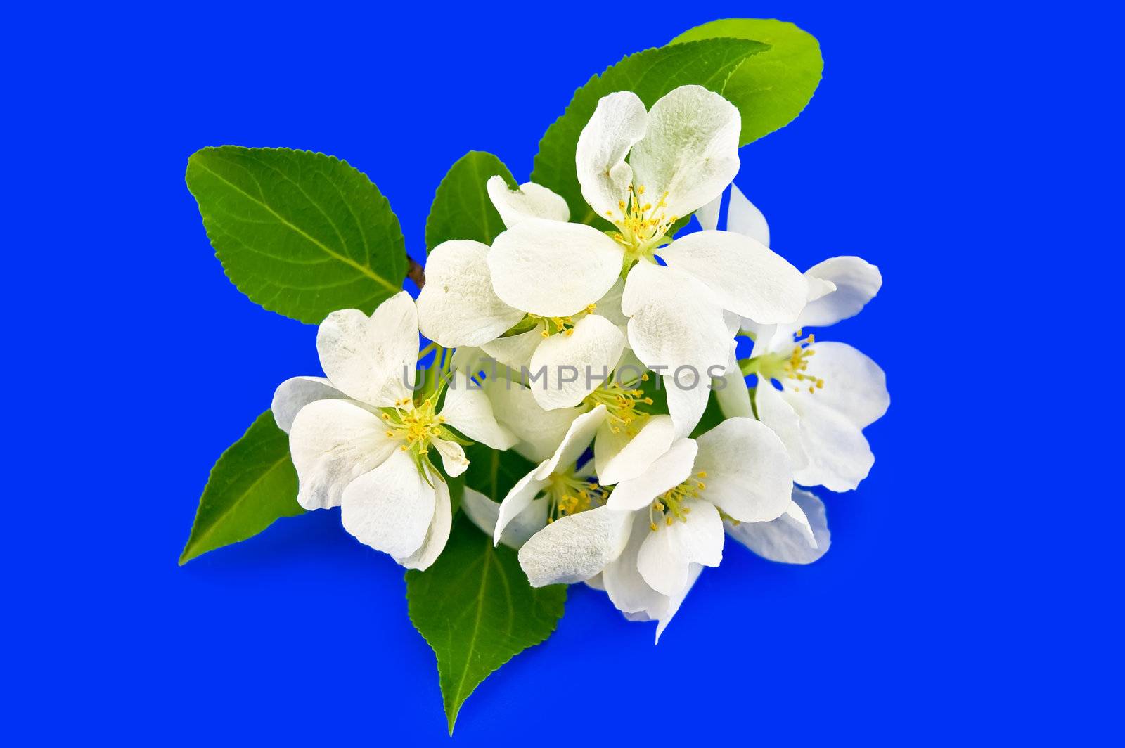 Apple flowers, green leaves isolated on a blue background
