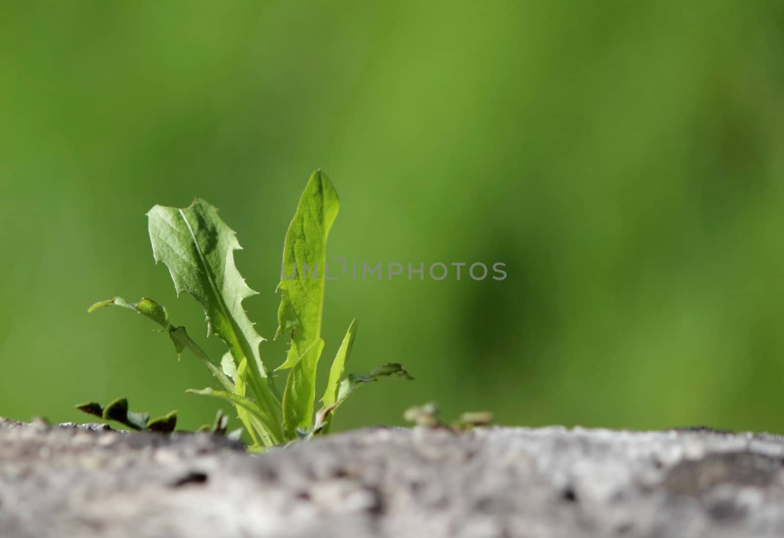 Alive plant on a wall by Elenaphotos21