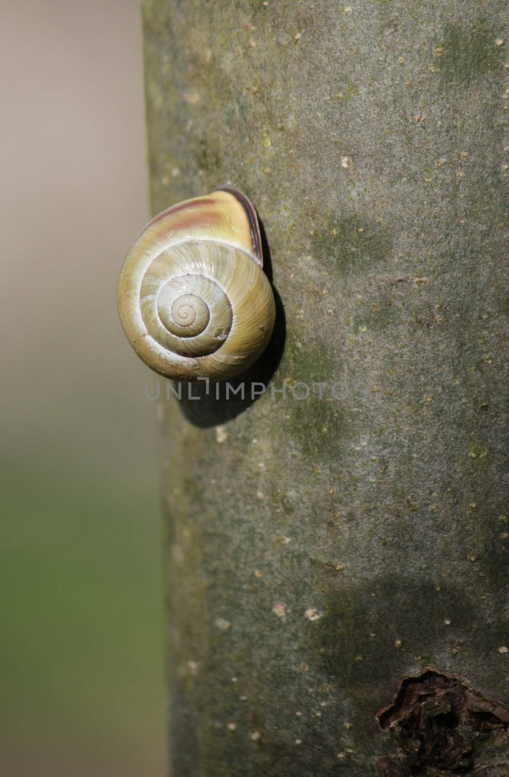 Snail shell between two flowers by Elenaphotos21