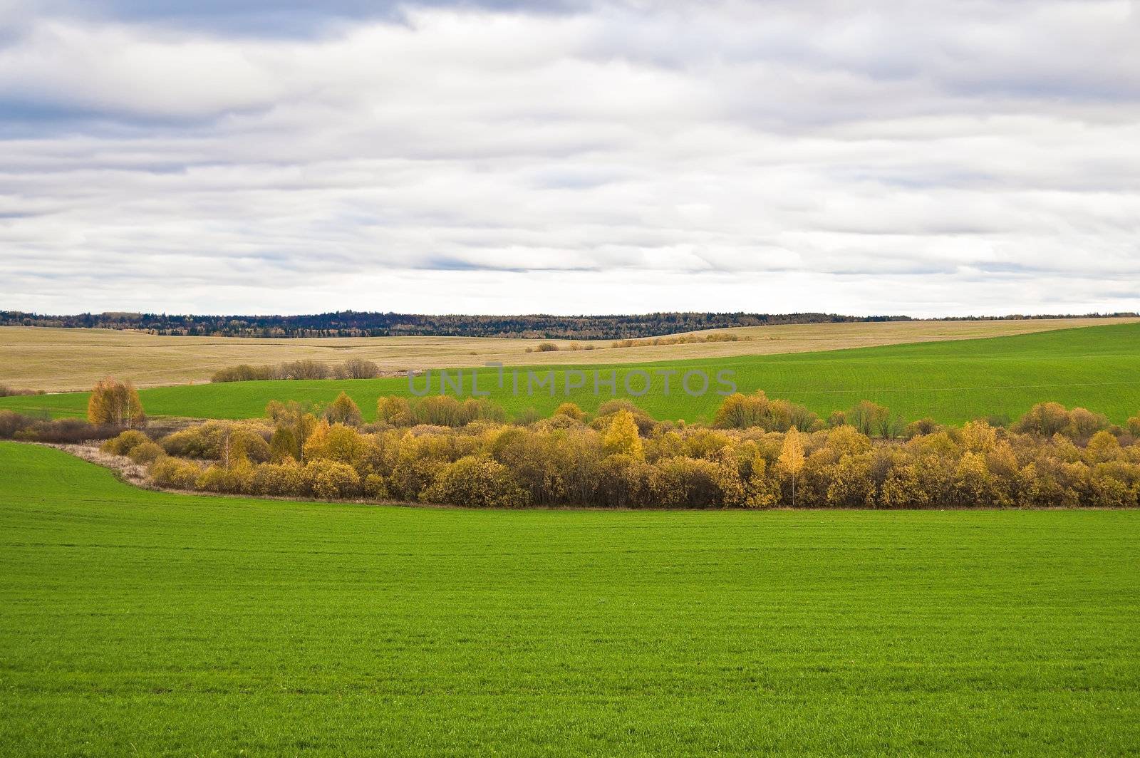 Yellow tree, green winter wheat, the yellow stubble, wood on the background of the cloudy sky