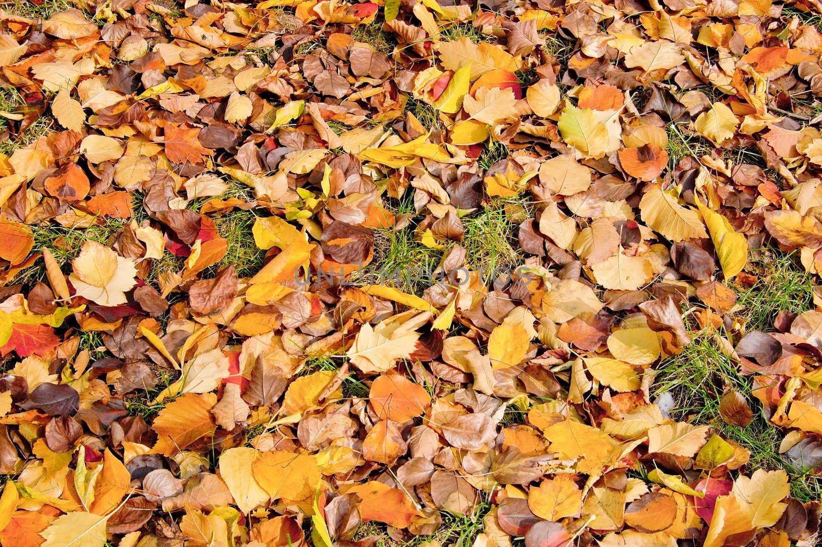 Autumn Leaves by rezkrr