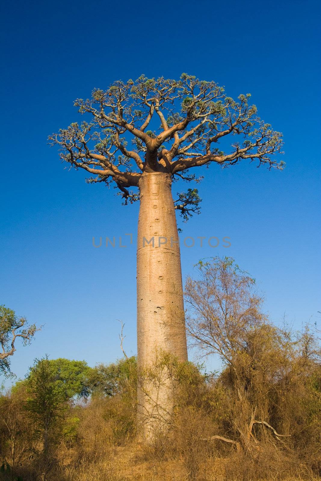 Baobab tree, Madagascar by pierivb