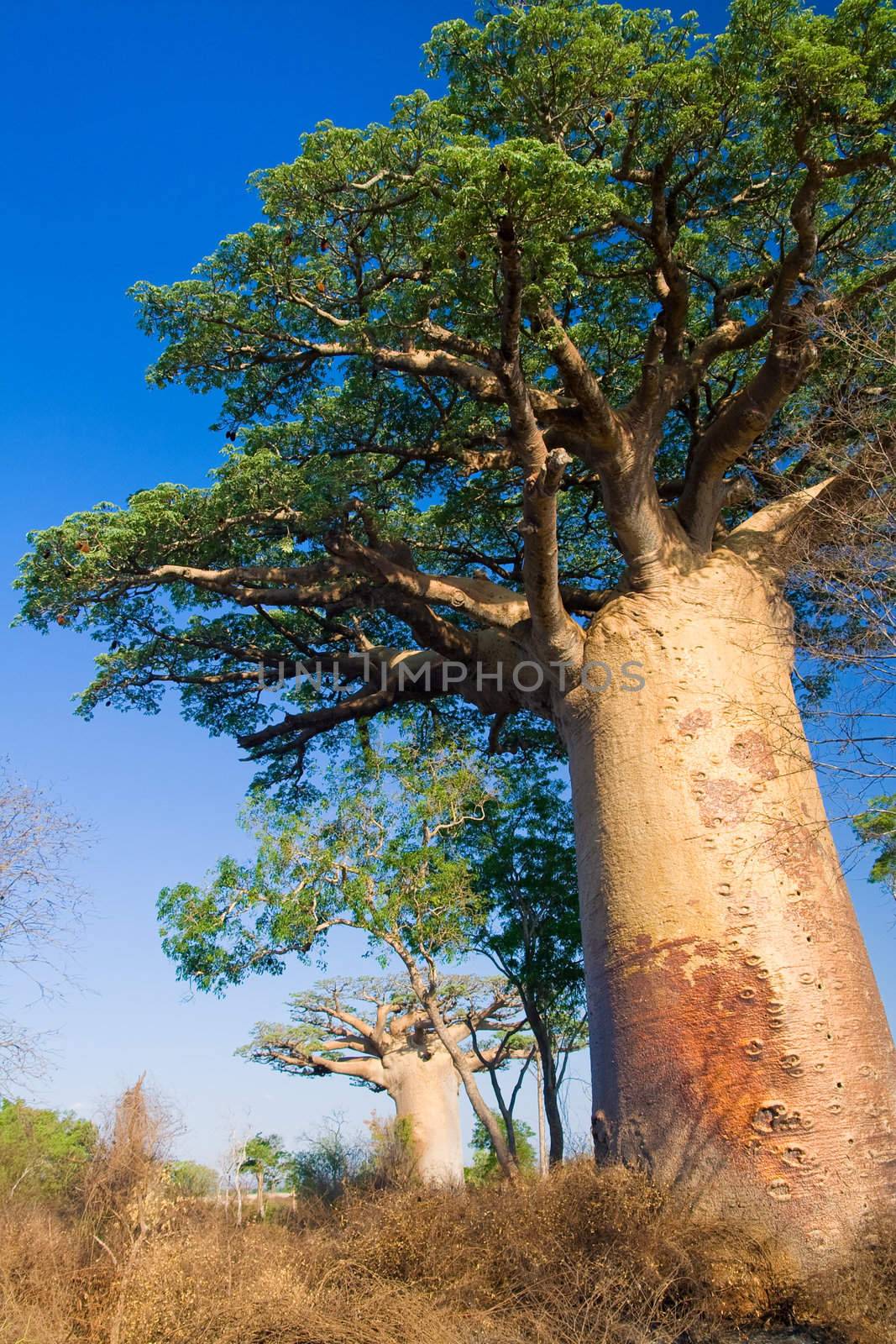 Baobab tree, Madagascar by pierivb