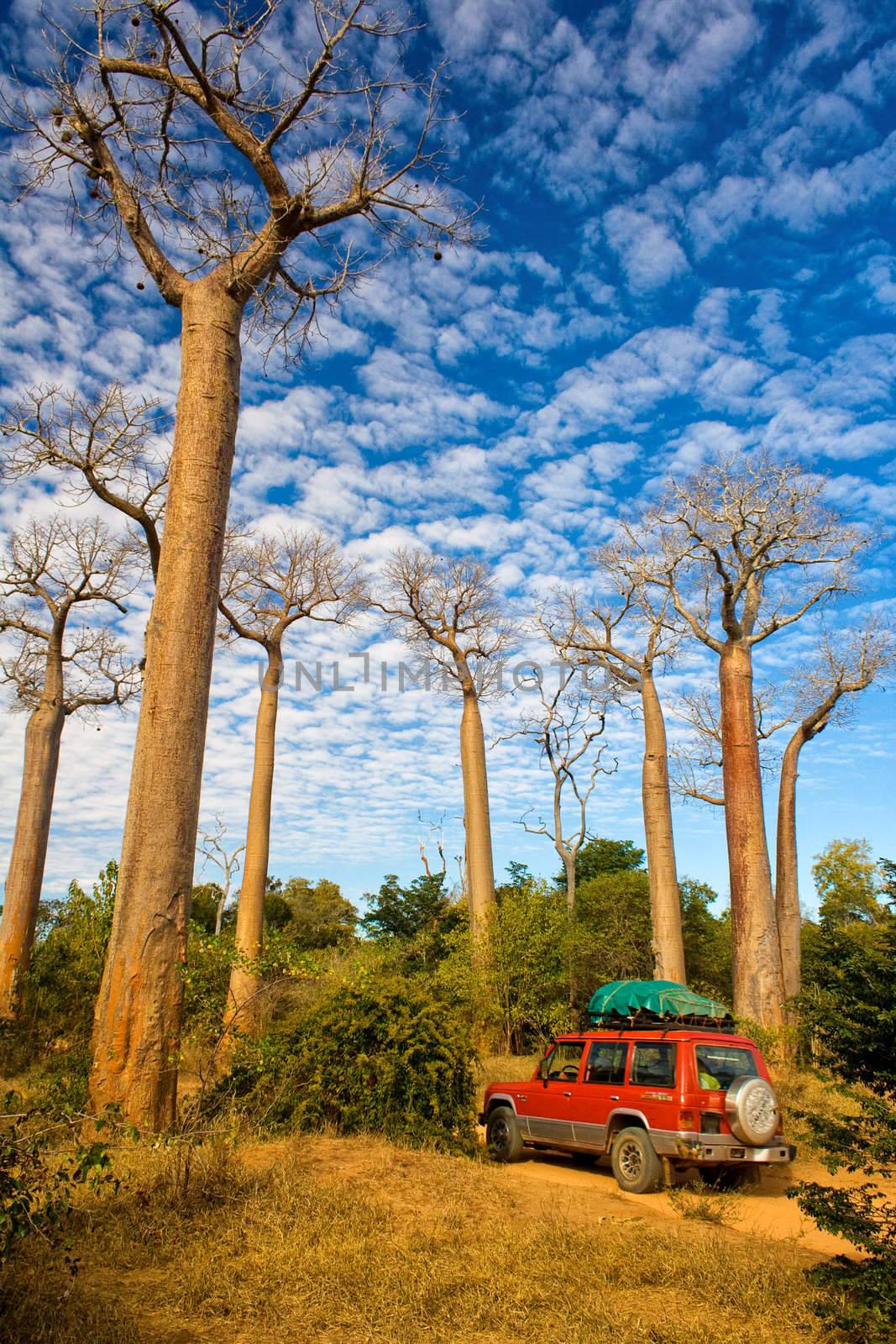 Baobabs trees from Madagascar in the savannah of Madagascar