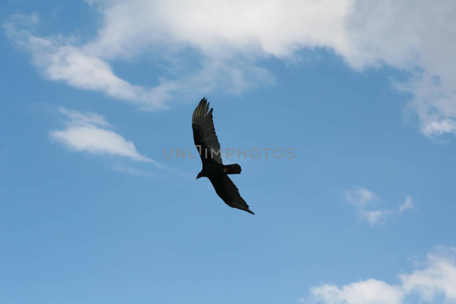 Picture of a flying eagle infront of wonderfull clouds