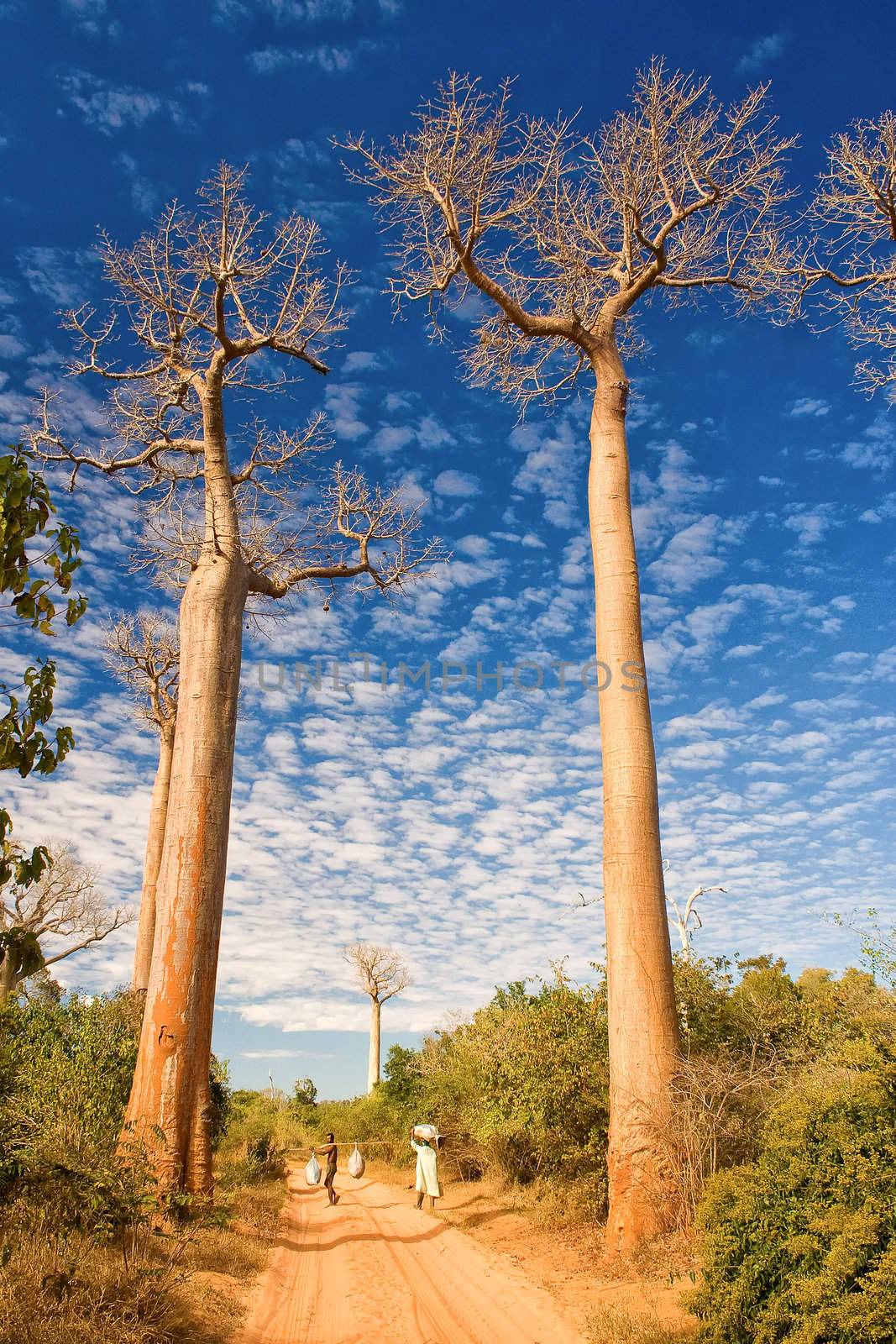 Baobabs trees from Madagascar in the savannah of Madagascar