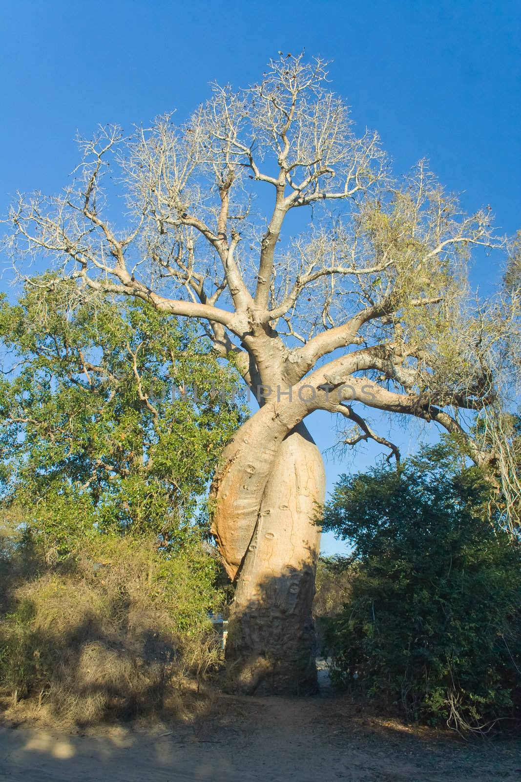 Baobabs trees from Madagascar in the savannah of Madagascar