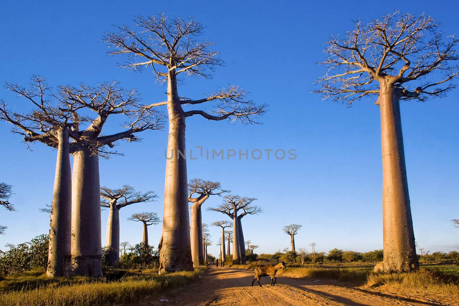 Baobabs trees in the savannah of Madagascar