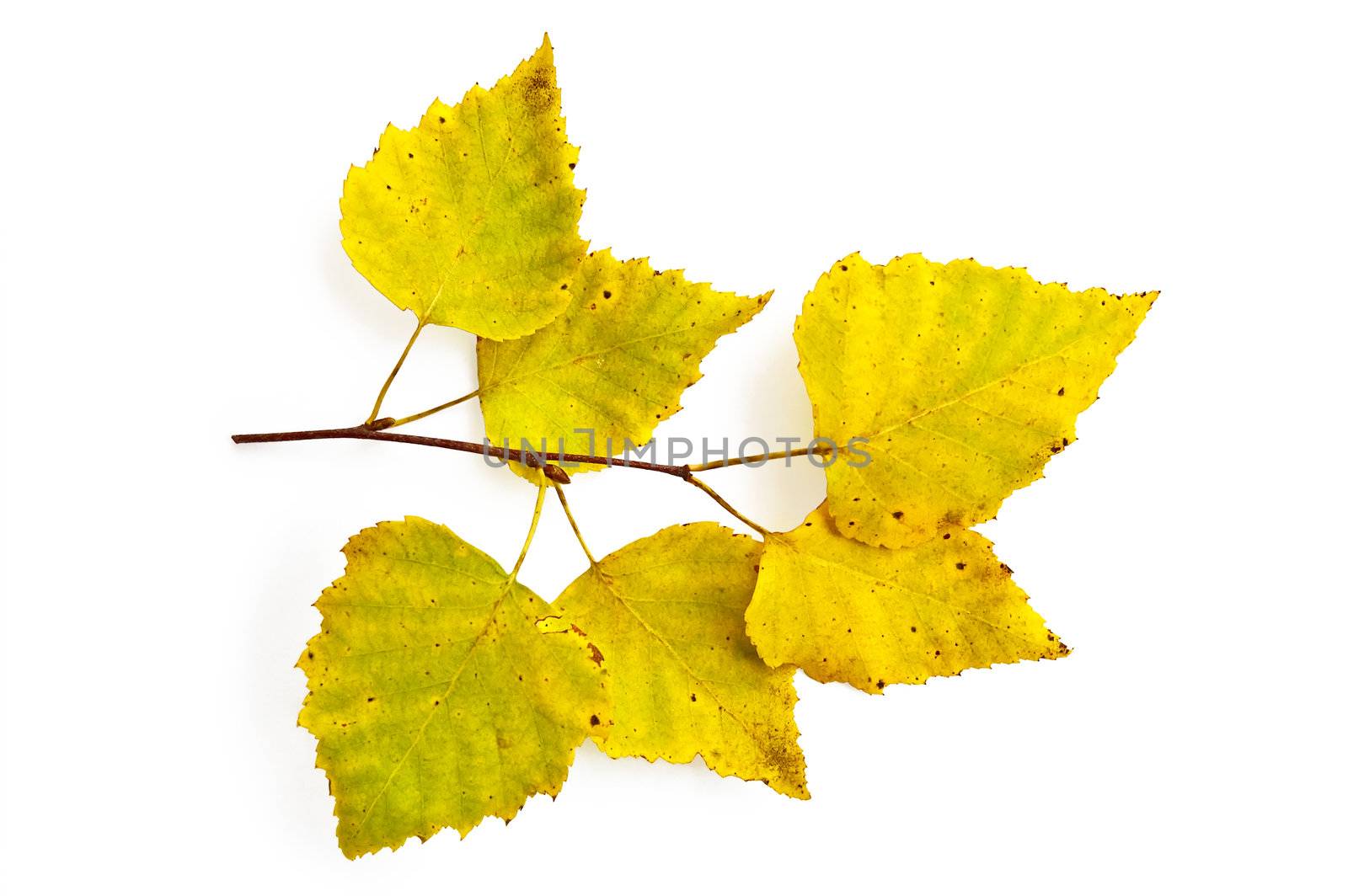 Yellow birch leaves on twig isolated on white background
