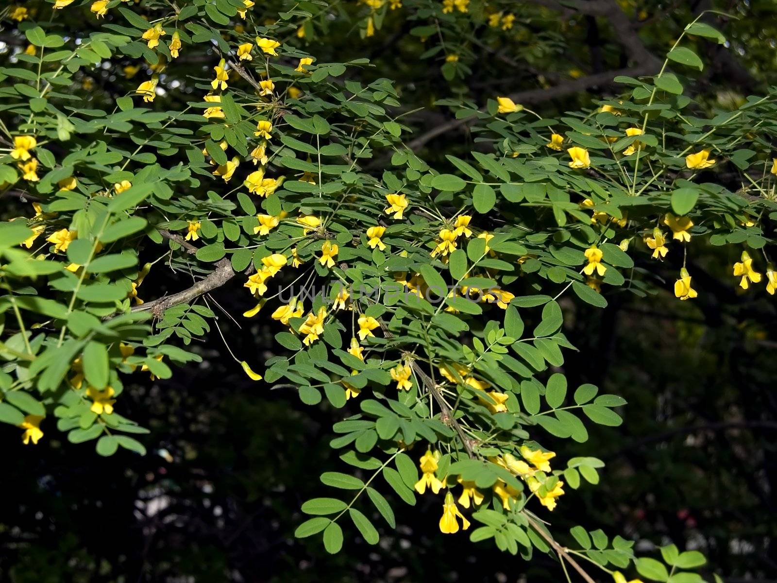 acacia branch with yellow flowers and green leaves on a black background