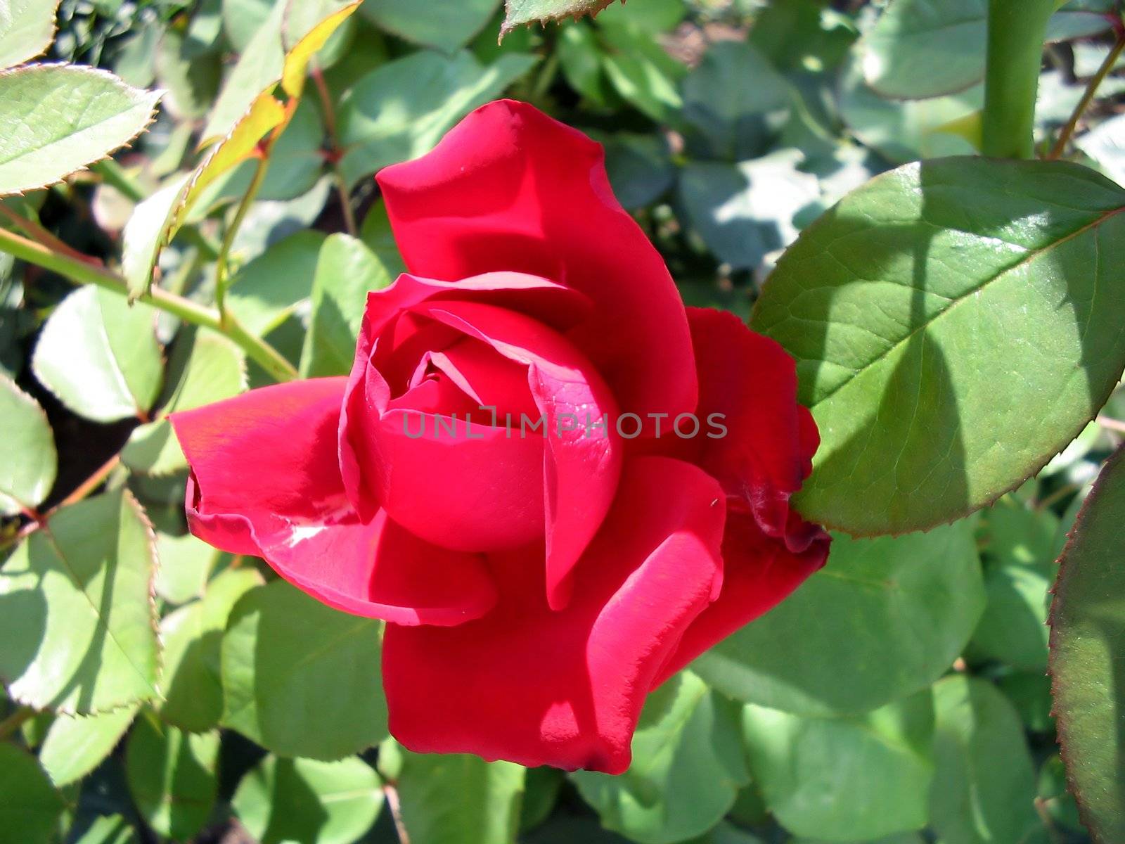 Blossoming red rose on a background of leaves on a sunny day