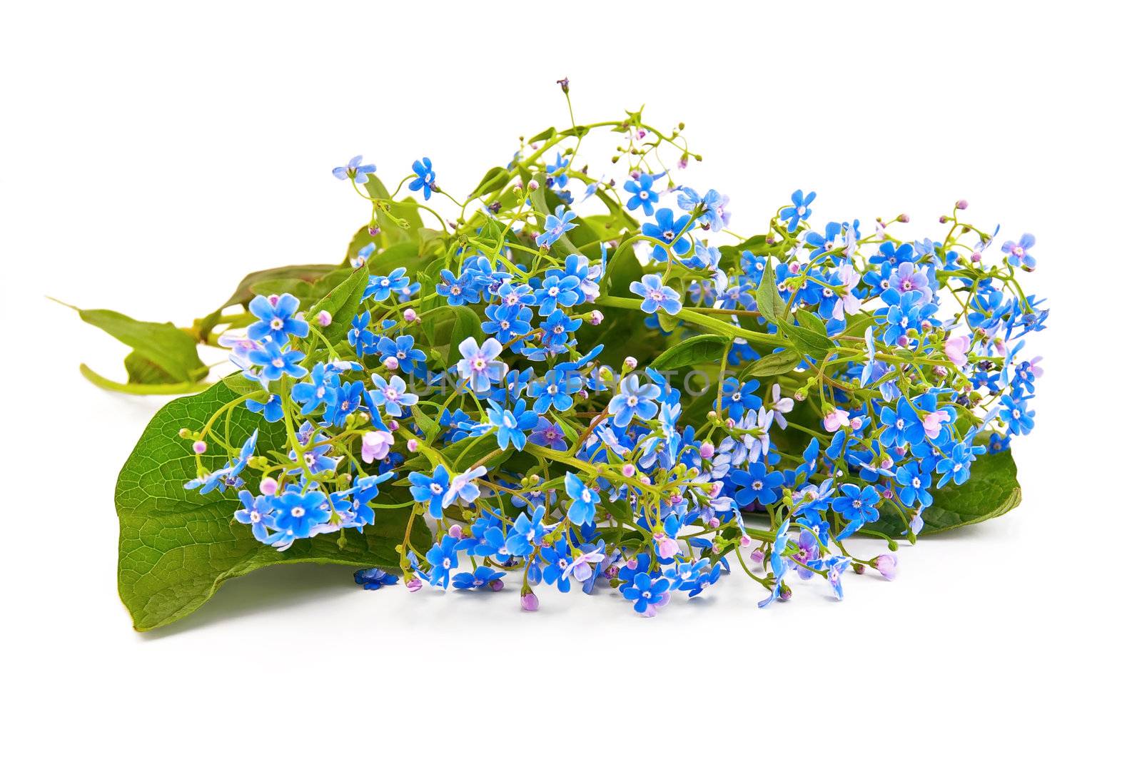 A bouquet of blue spring flowers isolated on white background