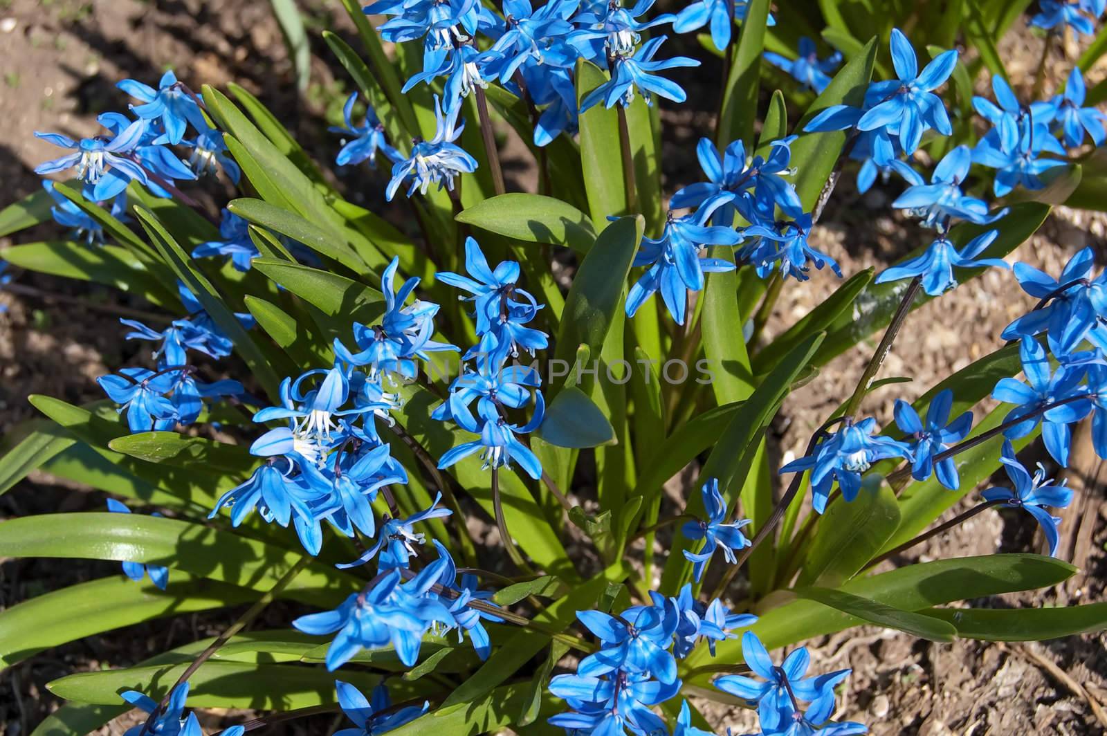 Blue spring flowers on a background of green leaves and soil