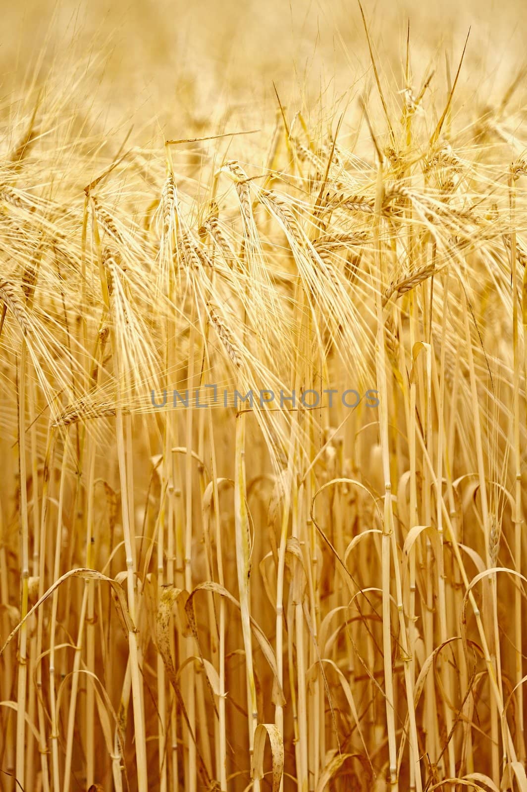 Golden Grain by styf22