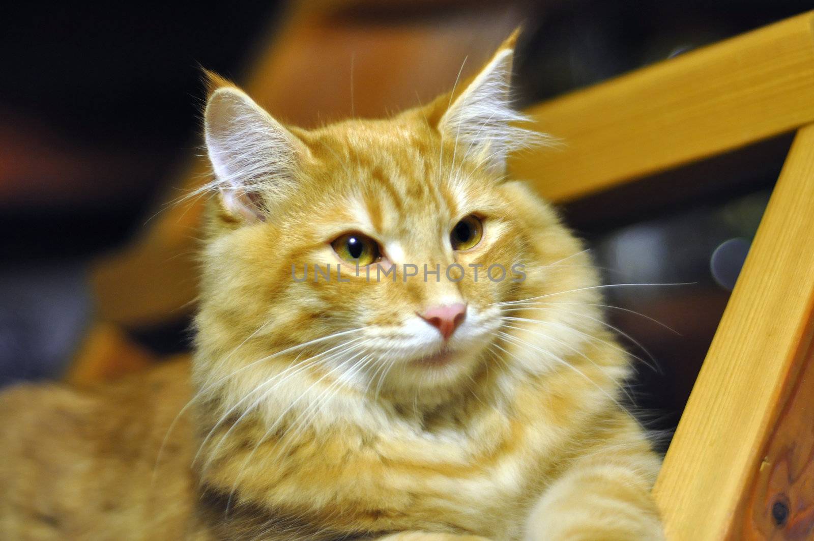 Portrait of a long red haired Norwegian Forest cat, about 3 months