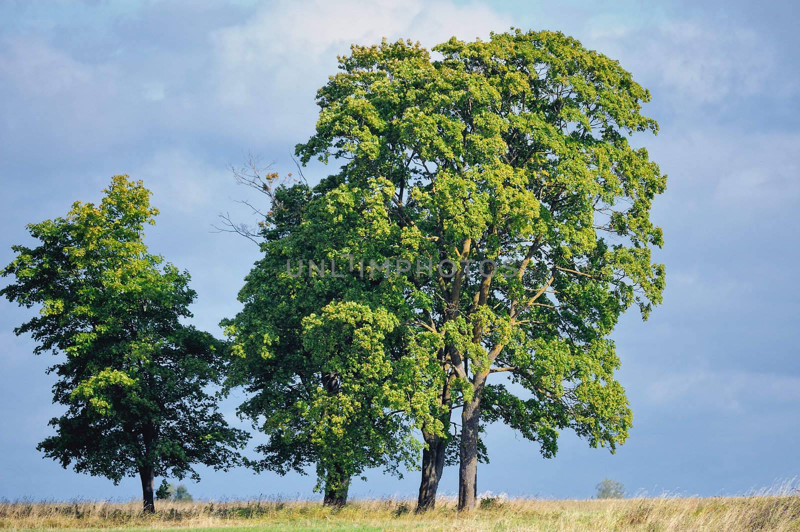 Majestic trees on the green summer glade